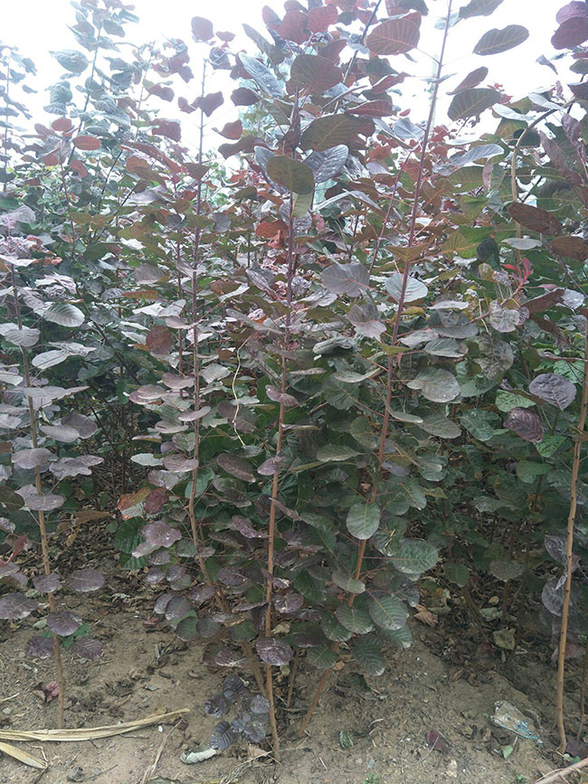 美国紫叶红栌几月开花?紫叶红栌花期介绍