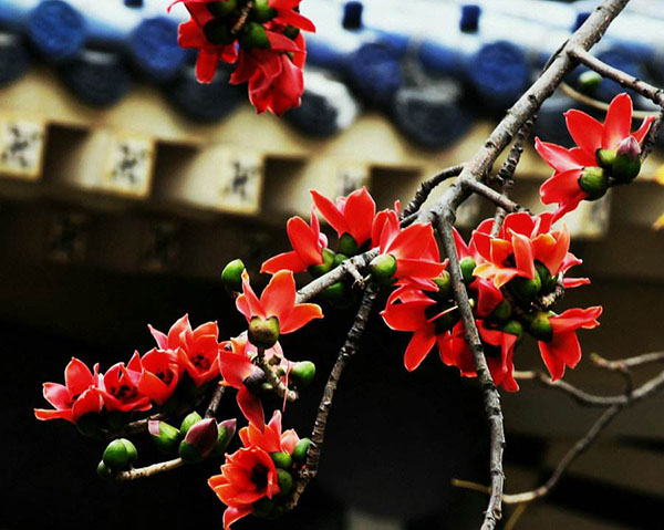 木棉花