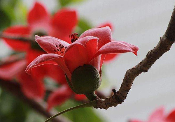 木棉花
