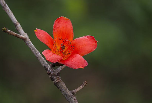 木棉花