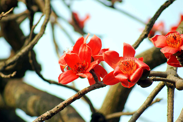 木棉花可以吃吗？木棉花怎么吃及禁忌