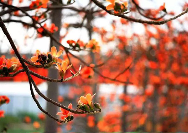 木棉花