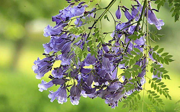 蓝花楹的花