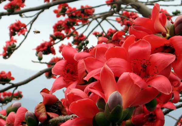 木棉花