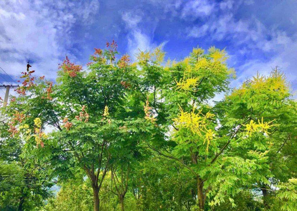 栾树几年树龄就开花？栾树花有蜜吗？