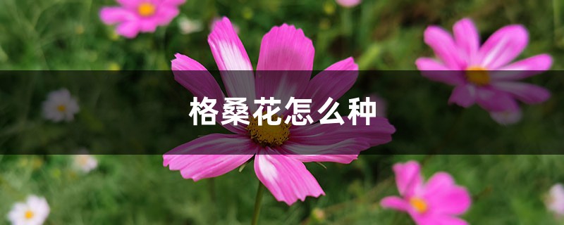 格桑花怎么种