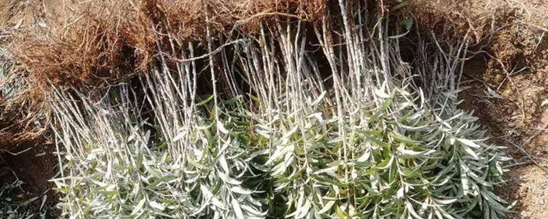 沙棘果种植条件是什么