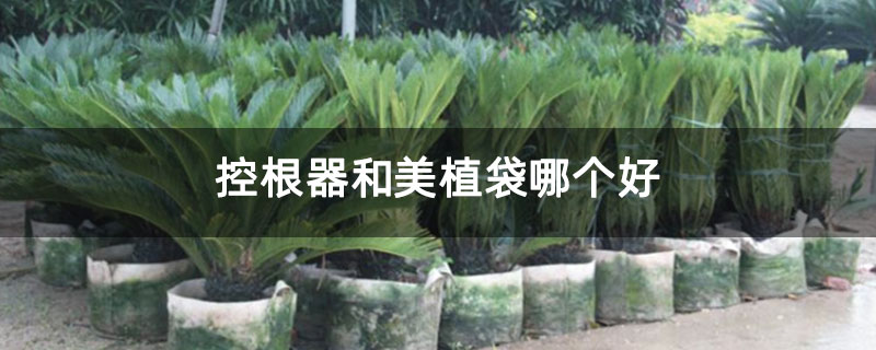 控根器和美植袋哪个好
