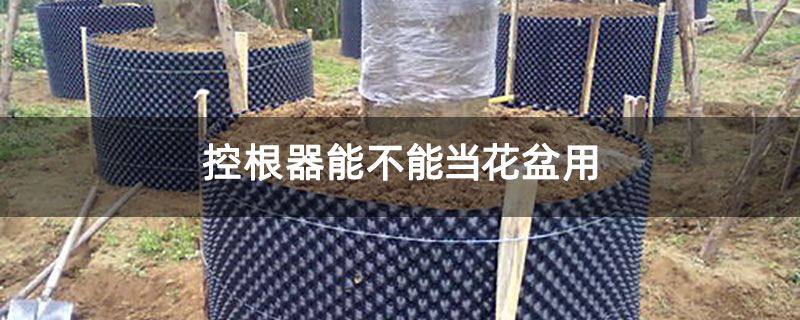 控根器能不能当花盆用