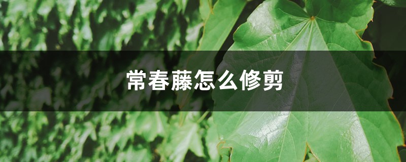常春藤怎么修剪