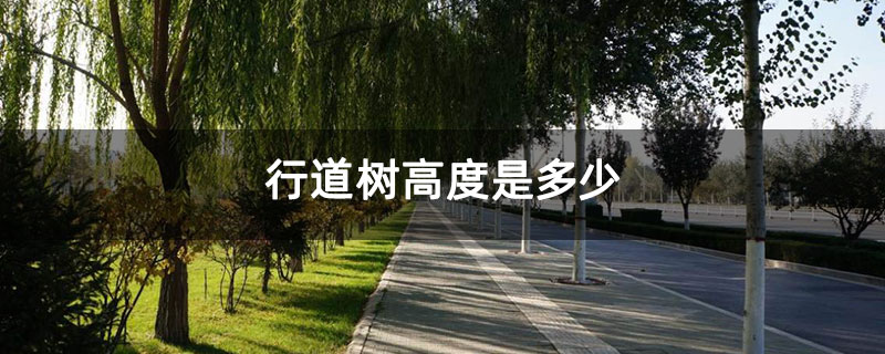 行道树高度是多少