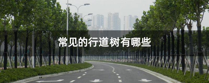 常见的行道树有哪些