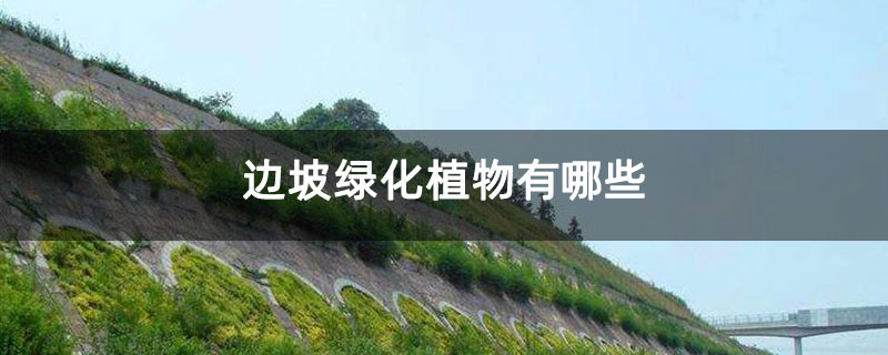 边坡绿化植物有哪些