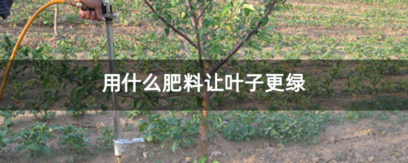 用什么肥料让叶子更绿 用什么肥料让叶子更绿