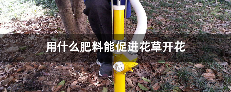 用什么肥料能促进花草开花