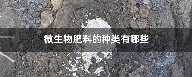微生物肥料的种类有哪些