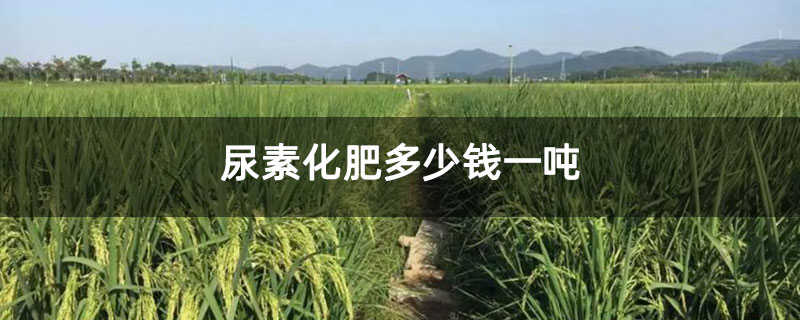 尿素化肥多少钱一吨