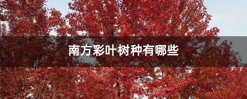 南方彩叶树种有哪些种类