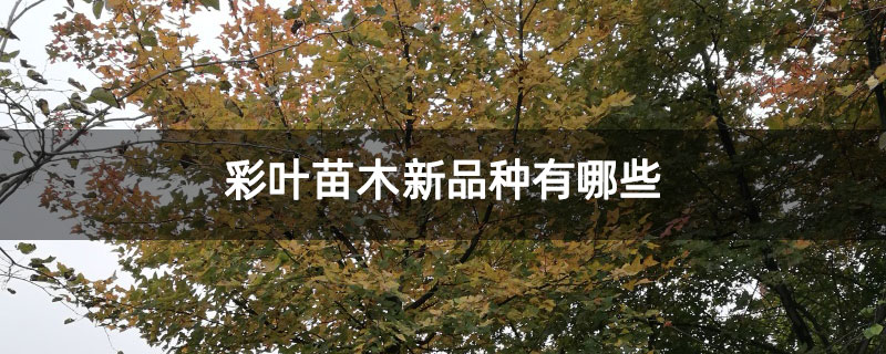彩叶苗木新品种有哪些 彩叶苗木新品种有哪些