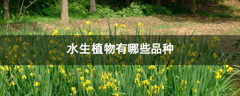 水生植物有哪些品种