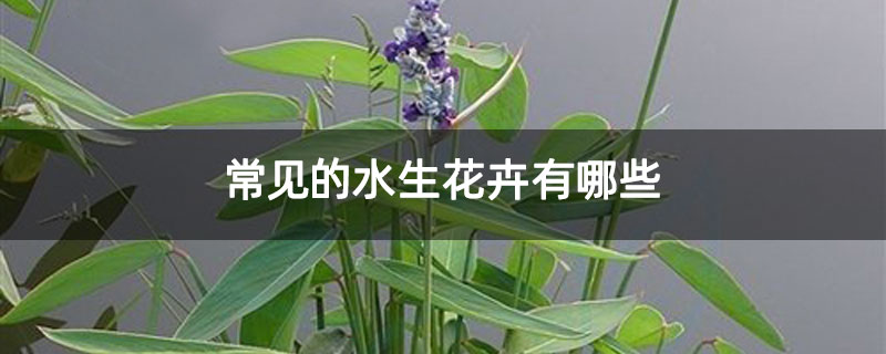 常见的水生花卉有哪些