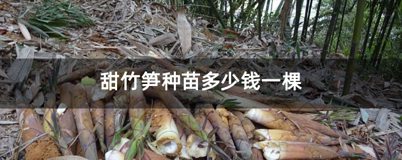甜竹笋种苗多少钱一棵