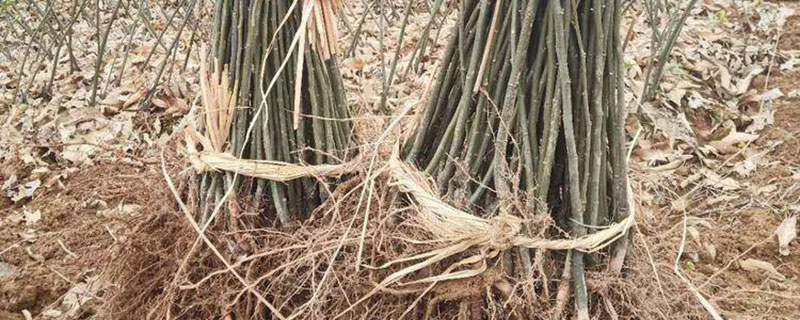板栗种植前景如何 板栗种植前景如何