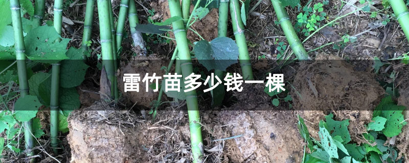 雷竹苗多少钱一棵
