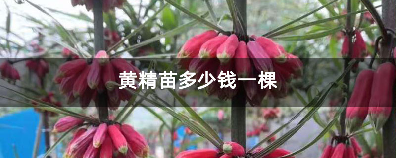 黄精苗多少钱一棵