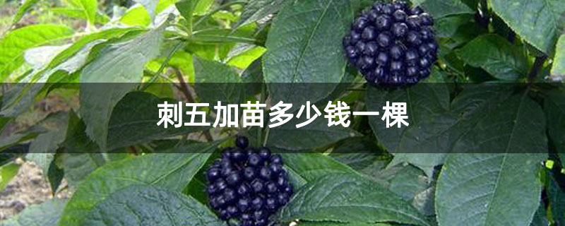 刺五加苗多少钱一棵 刺五加苗多少钱一棵