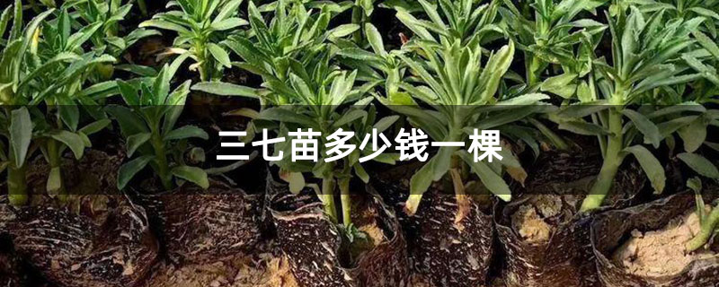 三七苗多少钱一棵 三七苗多少钱一棵