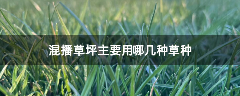 混播草坪主要用哪几种草种