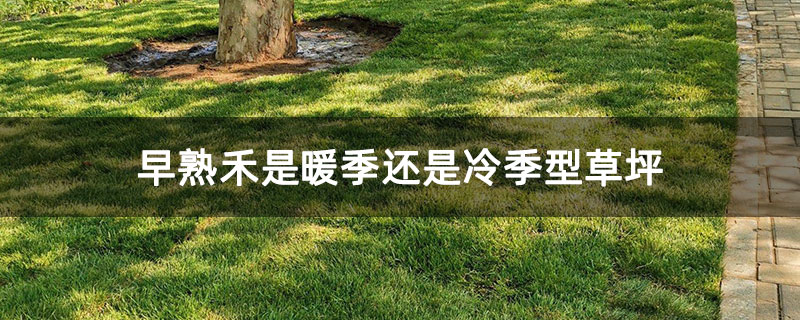 早熟禾是暖季还是冷季型草坪