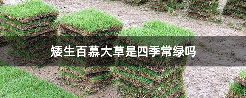 矮生百慕大草是四季常绿吗 矮生百慕大草是四季常绿吗