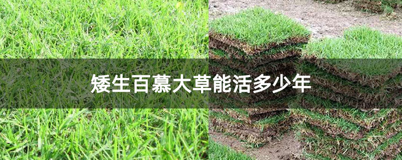 矮生百慕大草能活多少年