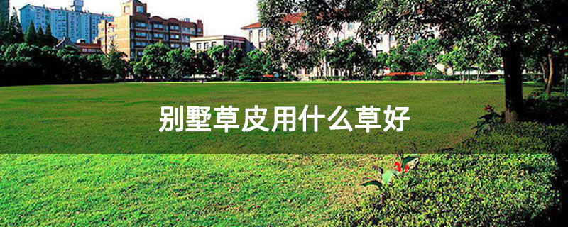 别墅草皮用什么草好