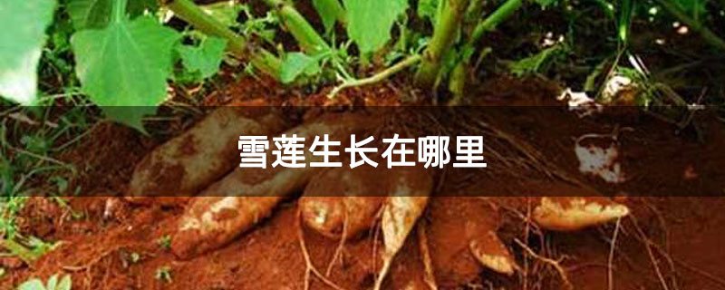 雪莲生长在哪里