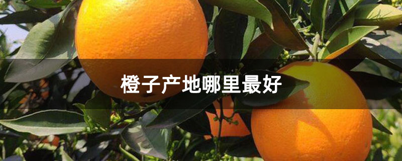 橙子产地哪里最好
