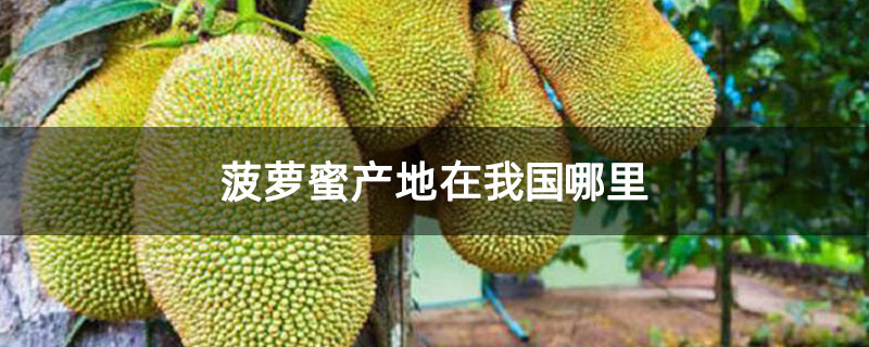 菠萝蜜产地在我国哪里