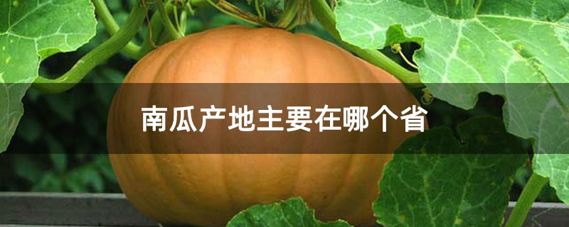 南瓜产地主要在哪个省