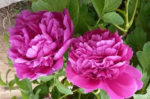 src=http___5b0988e595225.cdn.sohucs.com_images_20190208_c9d90516e3094252a82022cbcff42fcc.jpg&refer=http___5b0988e595225.cdn.sohucs_副本.jpg