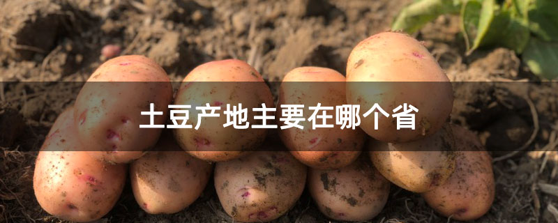 土豆产地主要在哪个省 土豆产地主要在哪个省