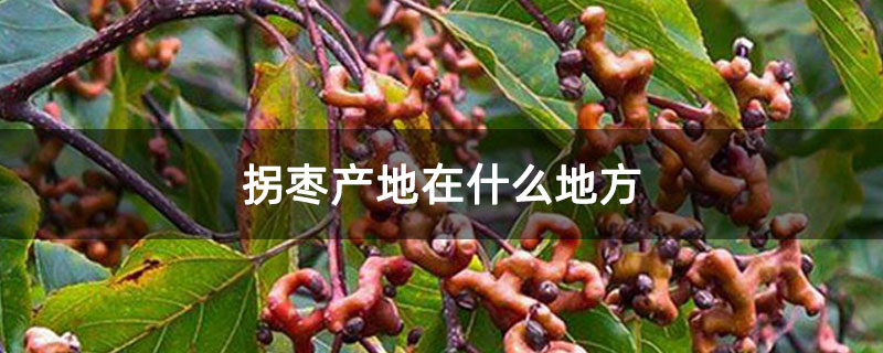 拐枣产地在什么地方