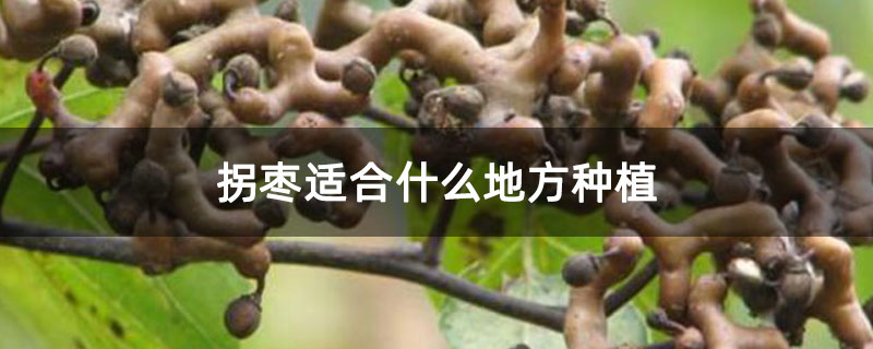 拐枣适合什么地方种植