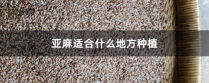 亚麻适合什么地方种植