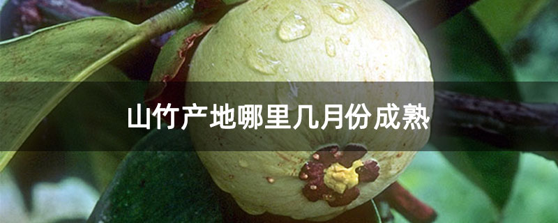 山竹产地哪里几月份成熟