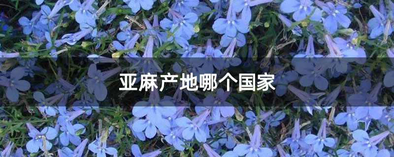 亚麻产地哪个国家