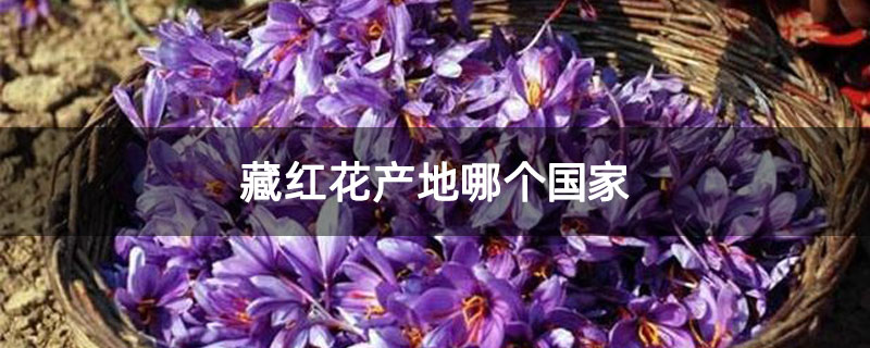 藏红花产地哪个国家