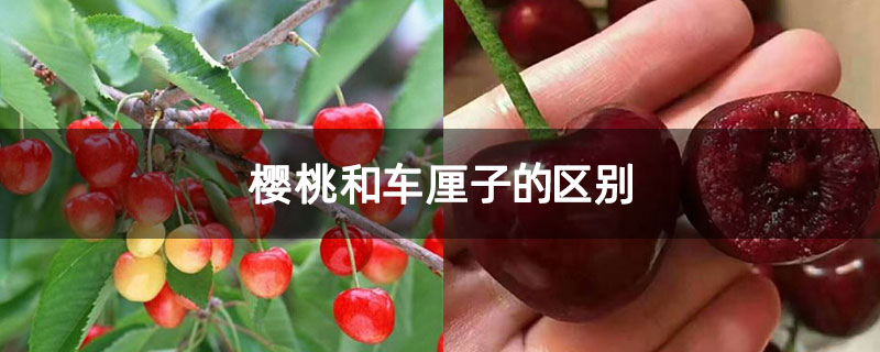 樱桃和车厘子的区别