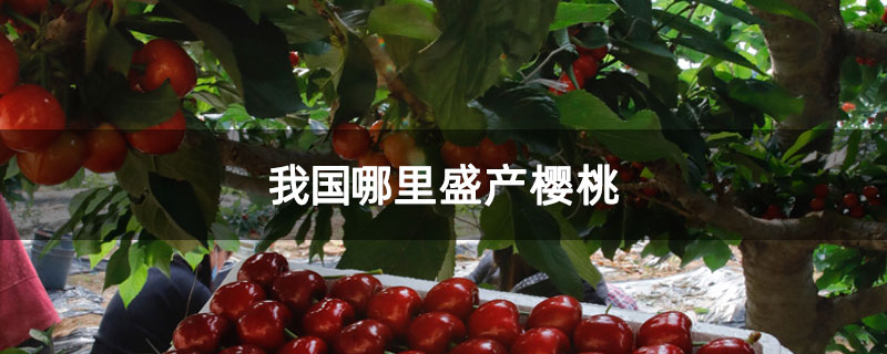 我国哪里盛产樱桃